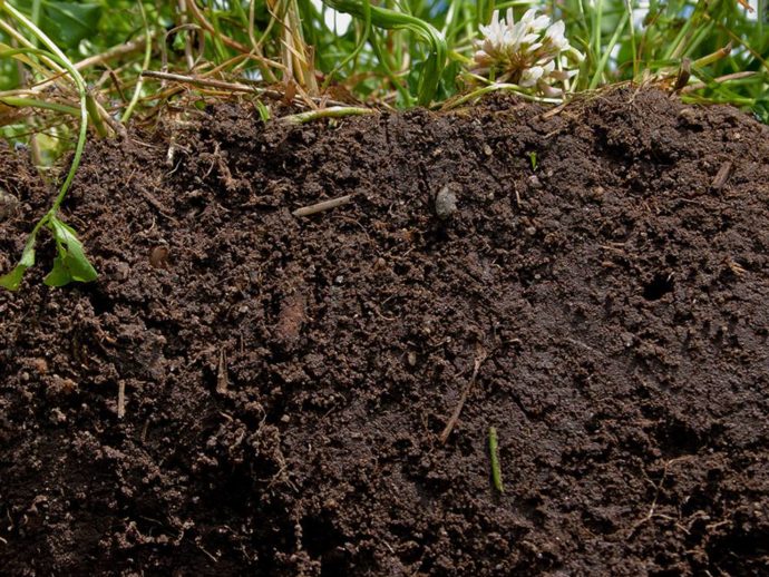 Moisture Retention - BioActive Soils