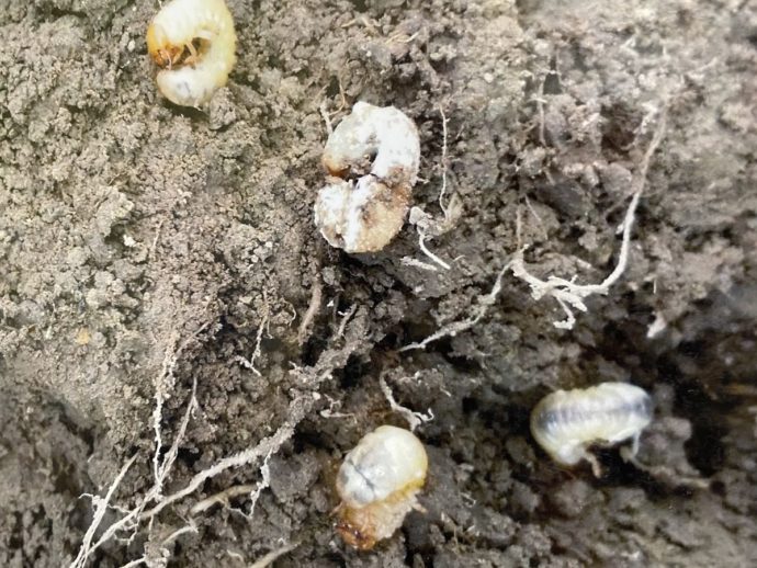 Dead grass grub from milky spore and amber disease after natural pest control BioPest applied