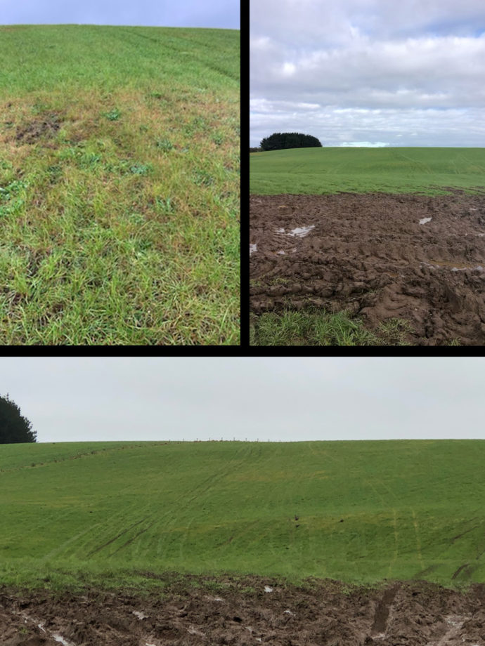 Grass paddock badly damaged by pesticide resistant grass grub that has been repaired after application of pest solution BioPest