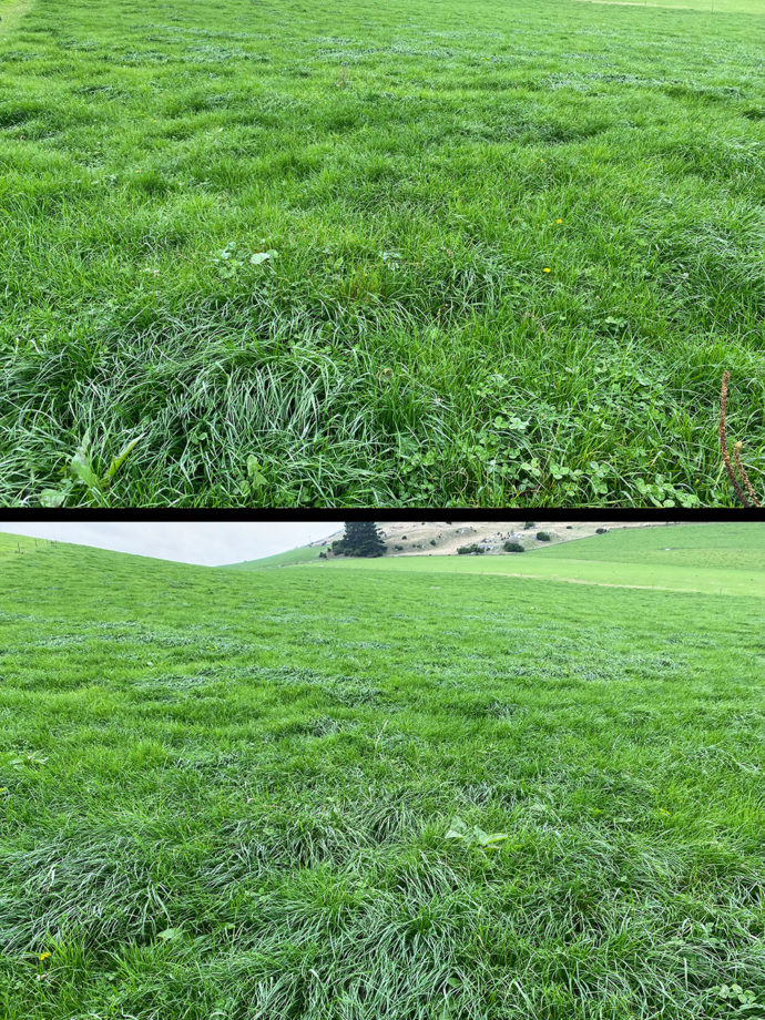 Dense and healthy pastures growing on a farm in North Otago