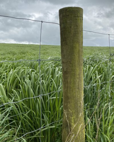 BioFish for pasture growth