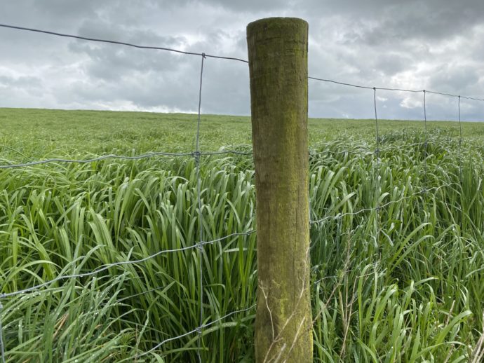 A post of a fence and well-grown pasture