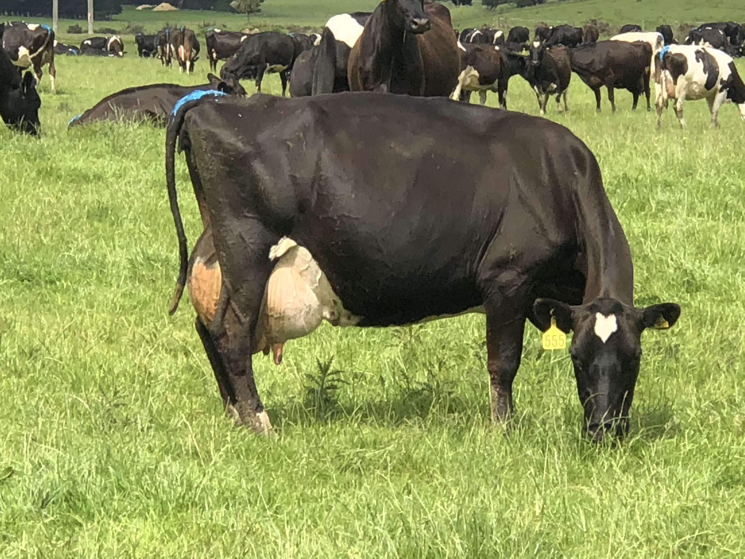 A cow grazing on pasture