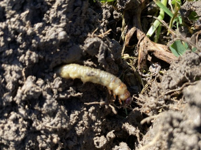 Dead pests in soil